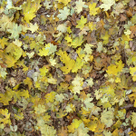 Leaf mould texture 2 channel diffuse textures 2 channel diffuse textures 2ChannelDiffuse02 150x150